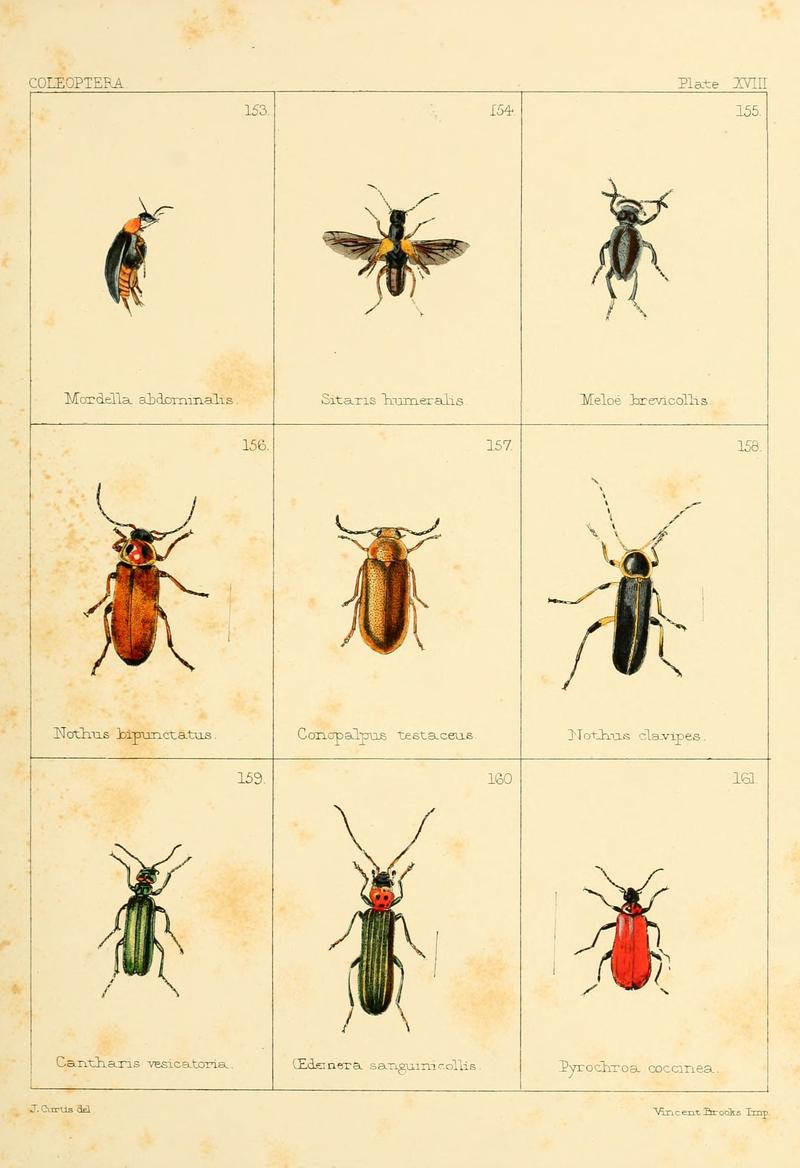 British beetles (Plate XVIII) BHL9609808