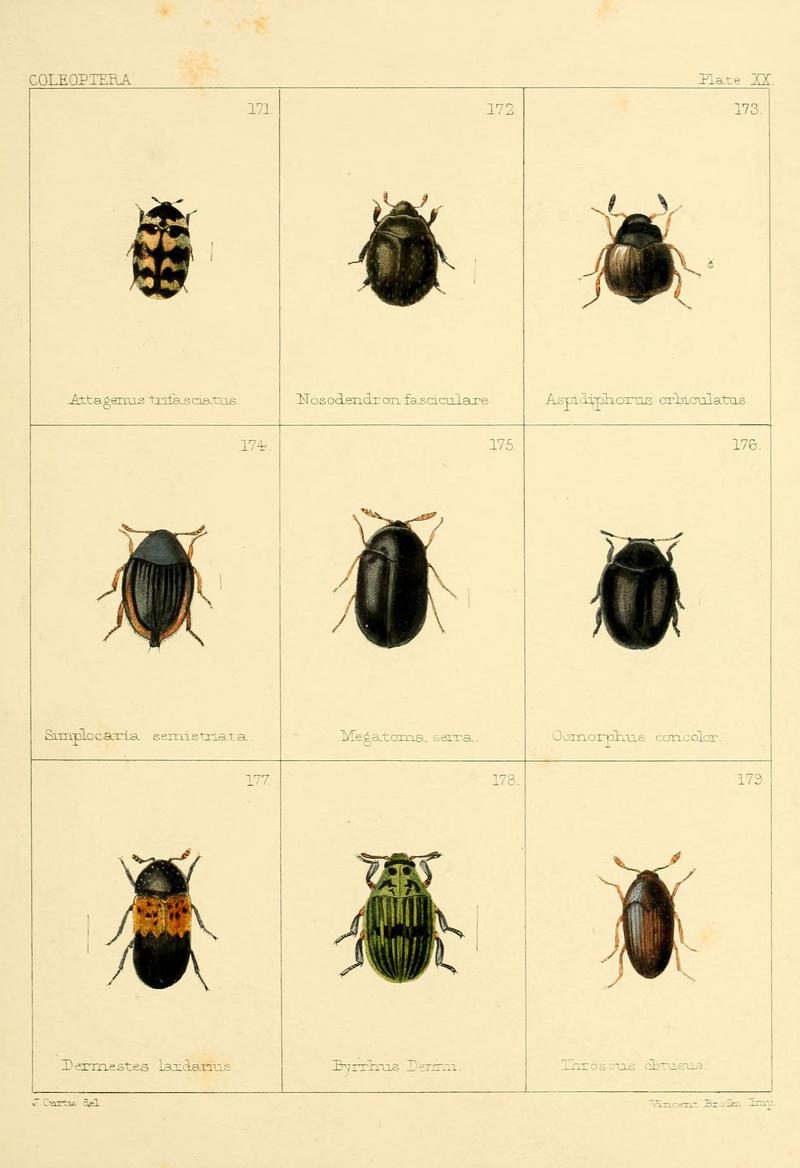 British beetles (Plate XX) (5987275525)