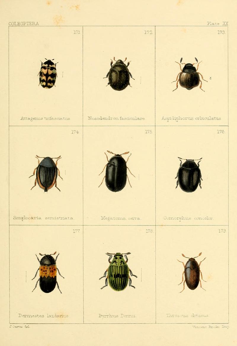 British beetles (Plate XX) BHL9609812