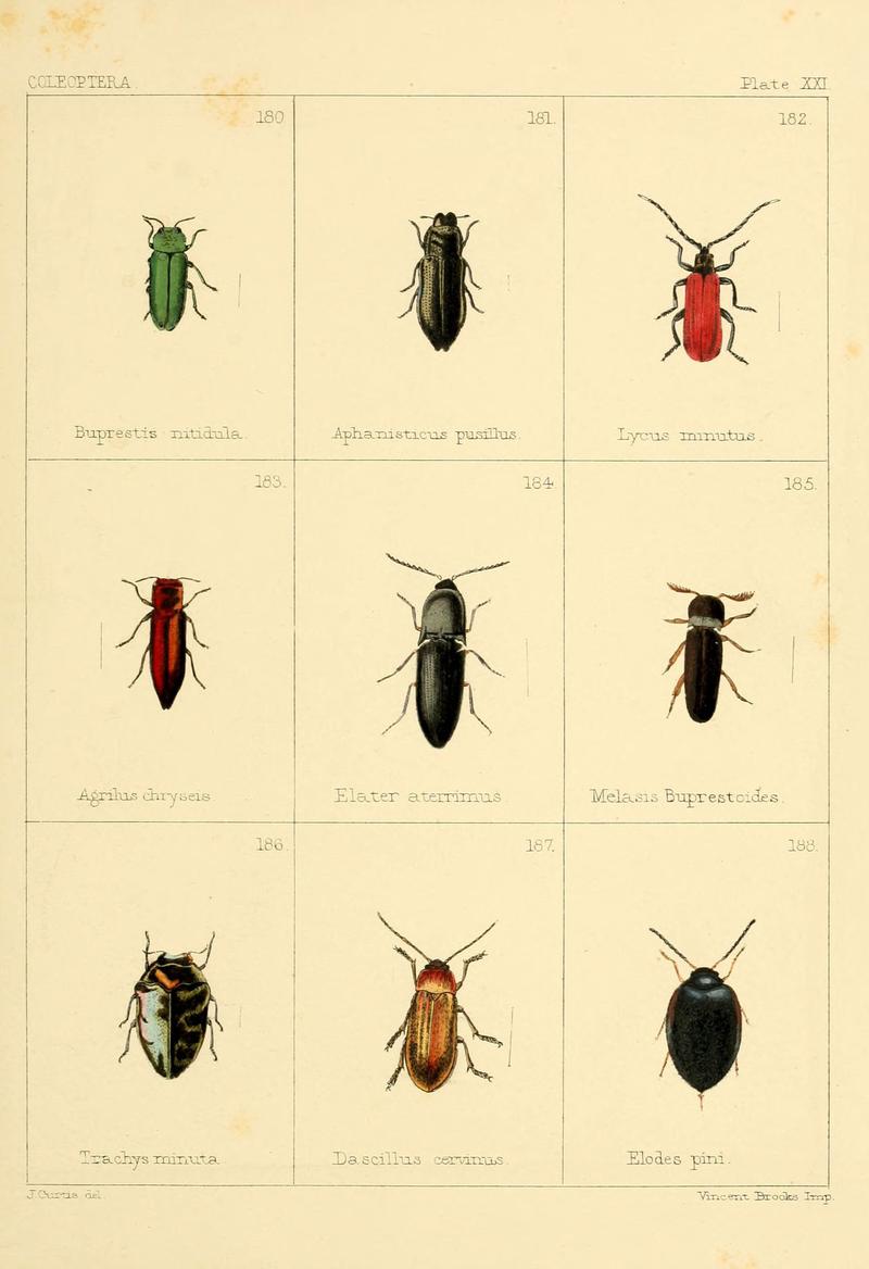 British beetles (Plate XXI) (5987837848)