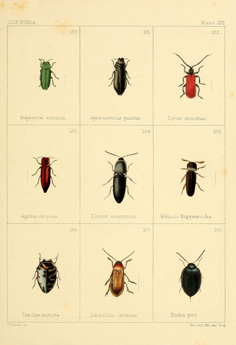 British beetles (Plate XXI) BHL9609814