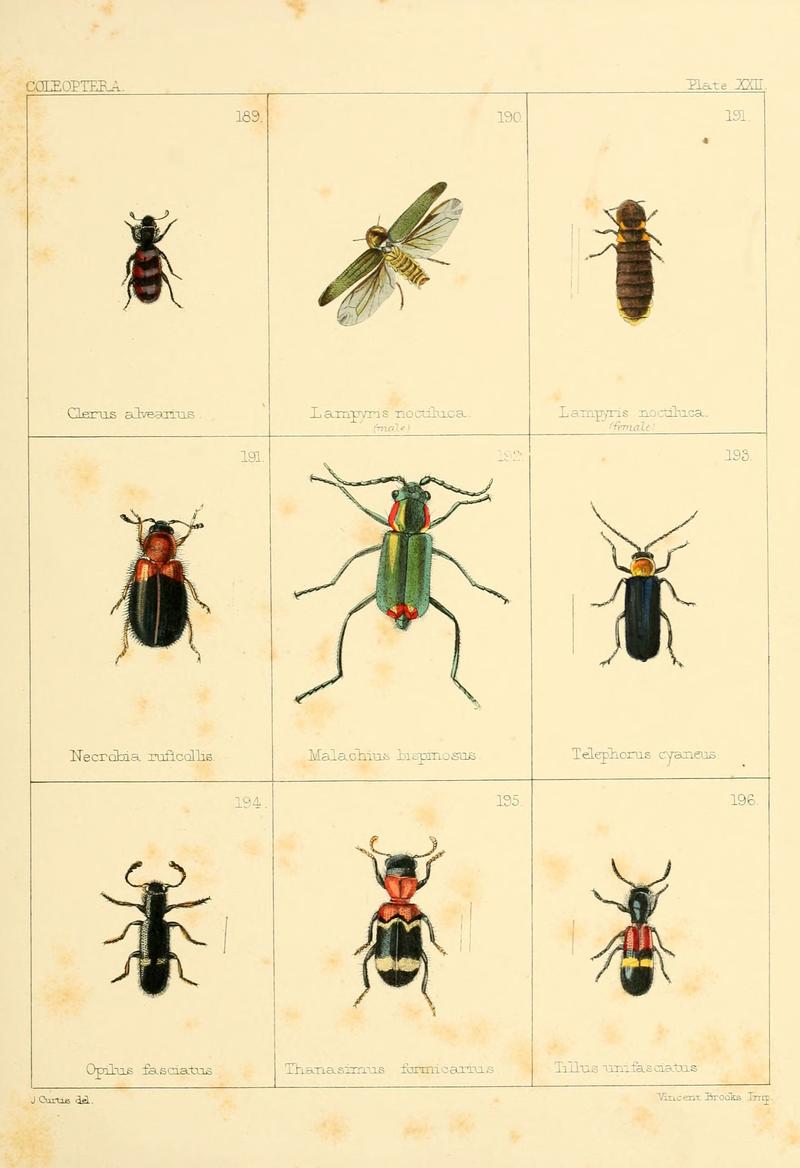 British beetles (Plate XXII) (5987275877)