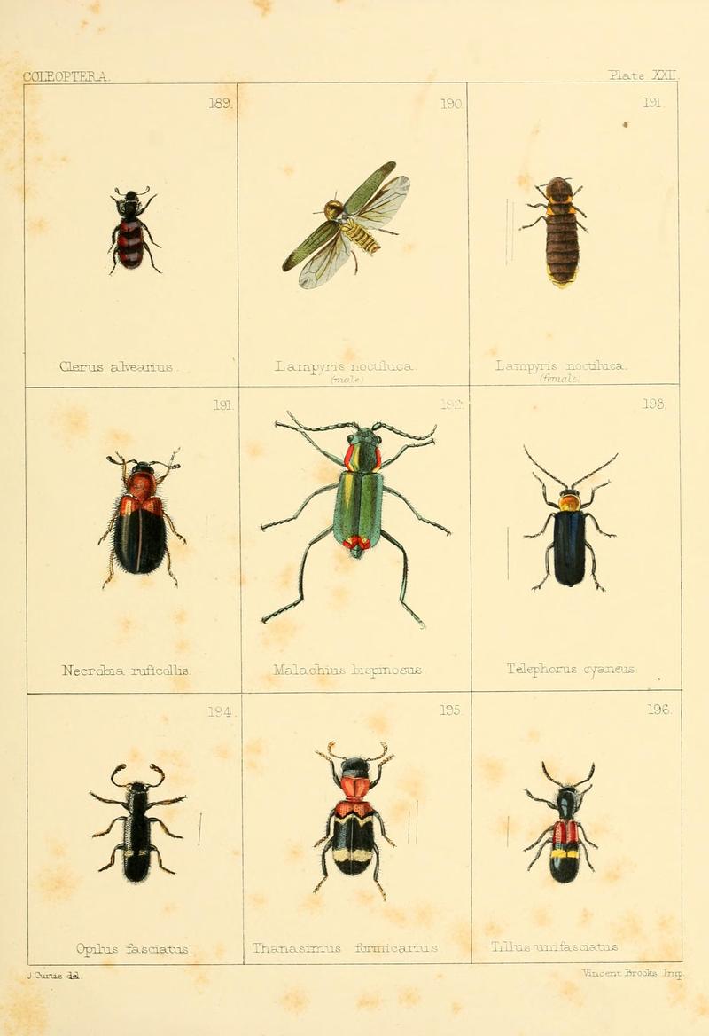 British beetles (Plate XXII) BHL9609816