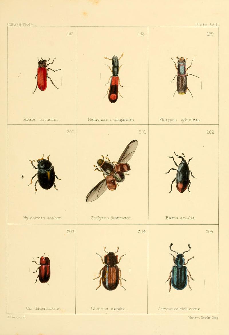 British beetles (Plate XXIII) (5987838348)