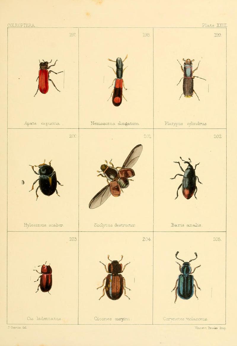 British beetles (Plate XXIII) BHL9609818