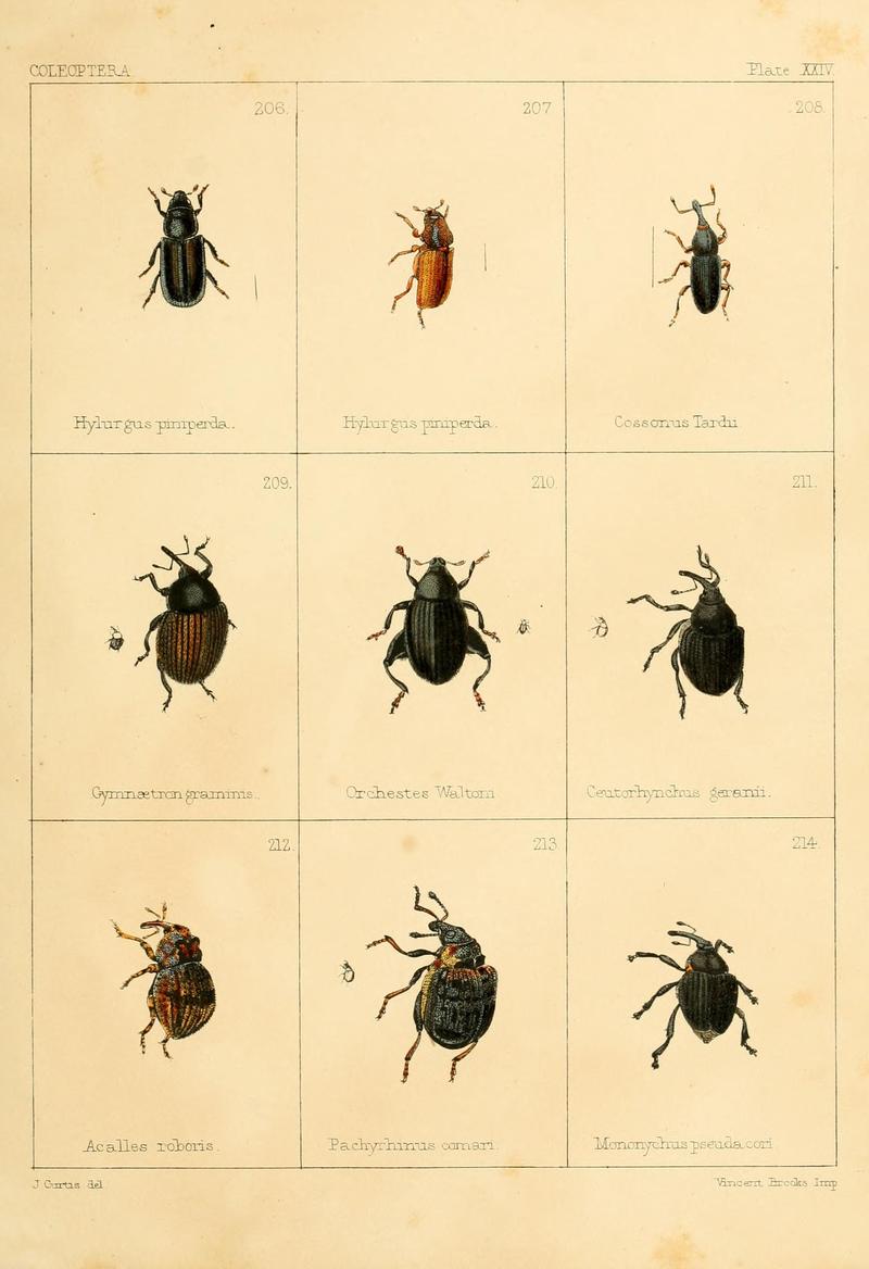British beetles (Plate XXIV) BHL9609820