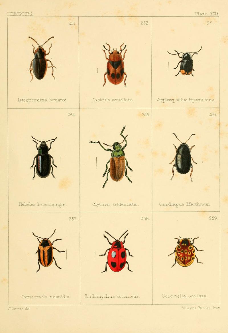 British beetles (Plate XXIX) (5987277505)