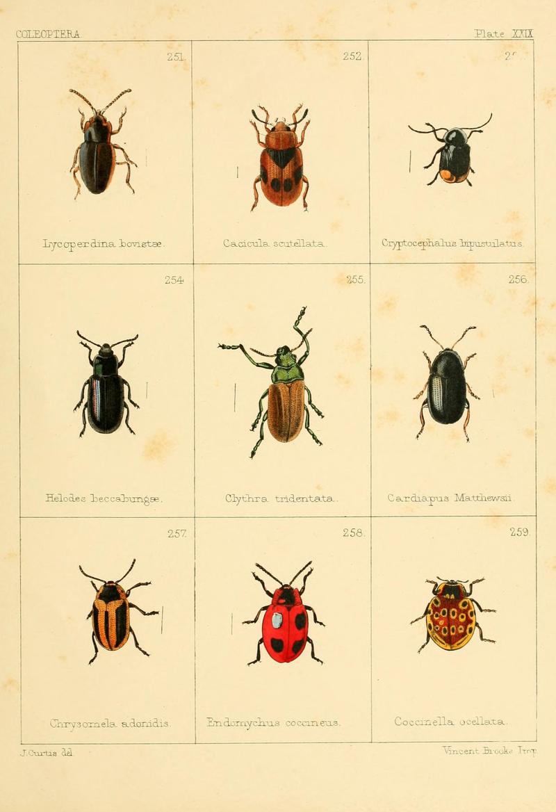 British beetles (Plate XXIX) BHL9609830