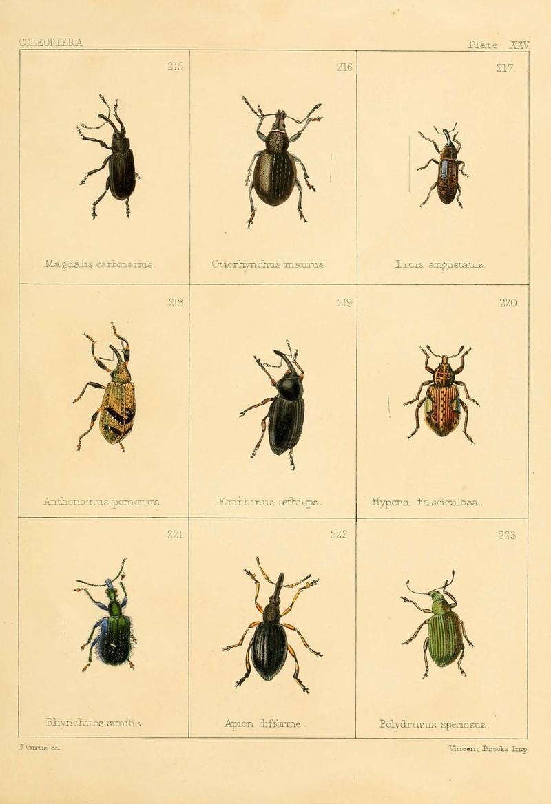 British beetles (Plate XXV) (5987276725)