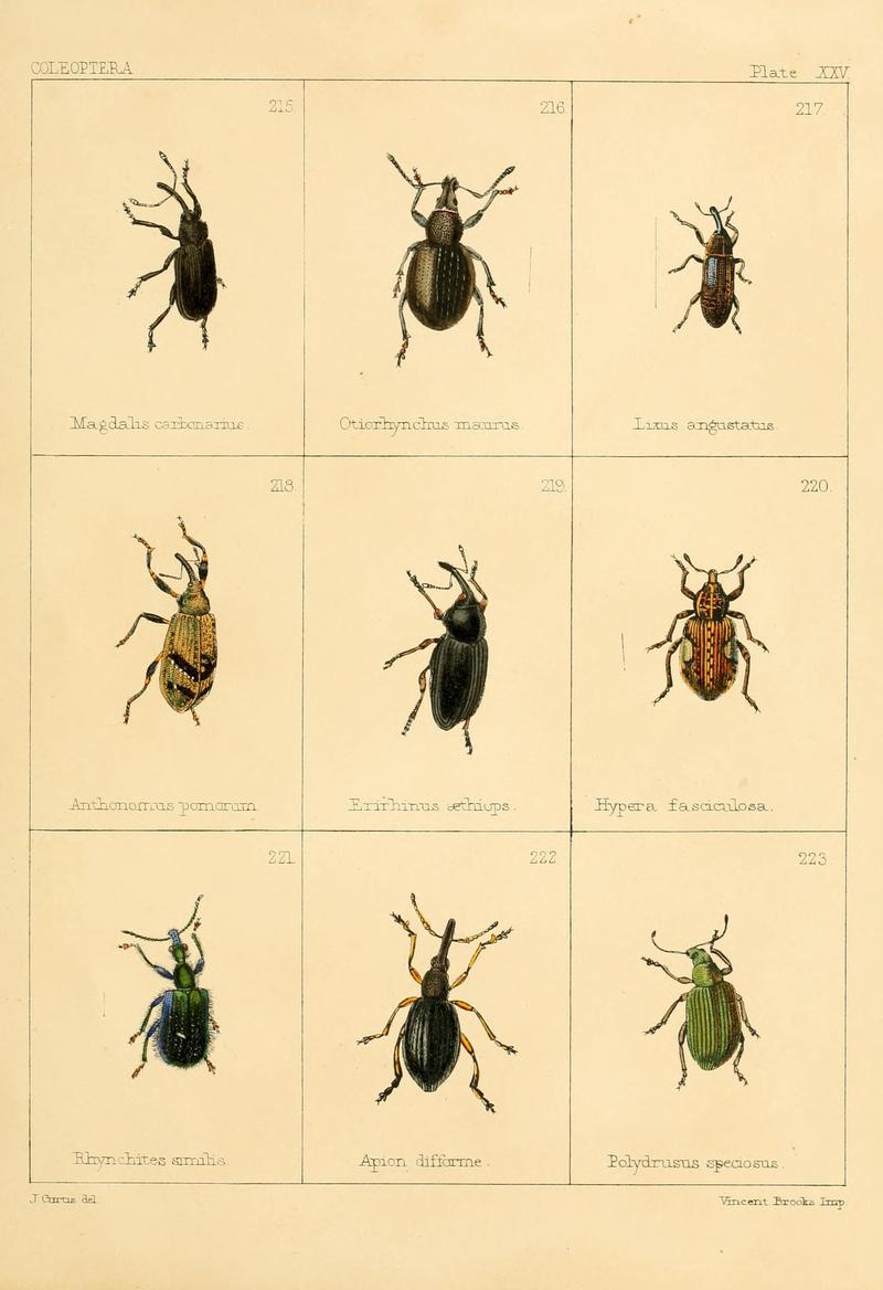 British beetles (Plate XXV) BHL9609822