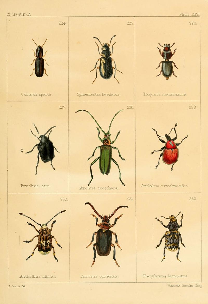 British beetles (Plate XXVI) (5987839108)