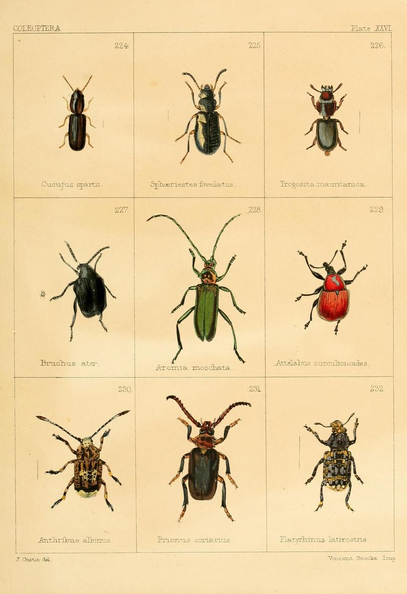 British beetles (Plate XXVI) BHL9609824