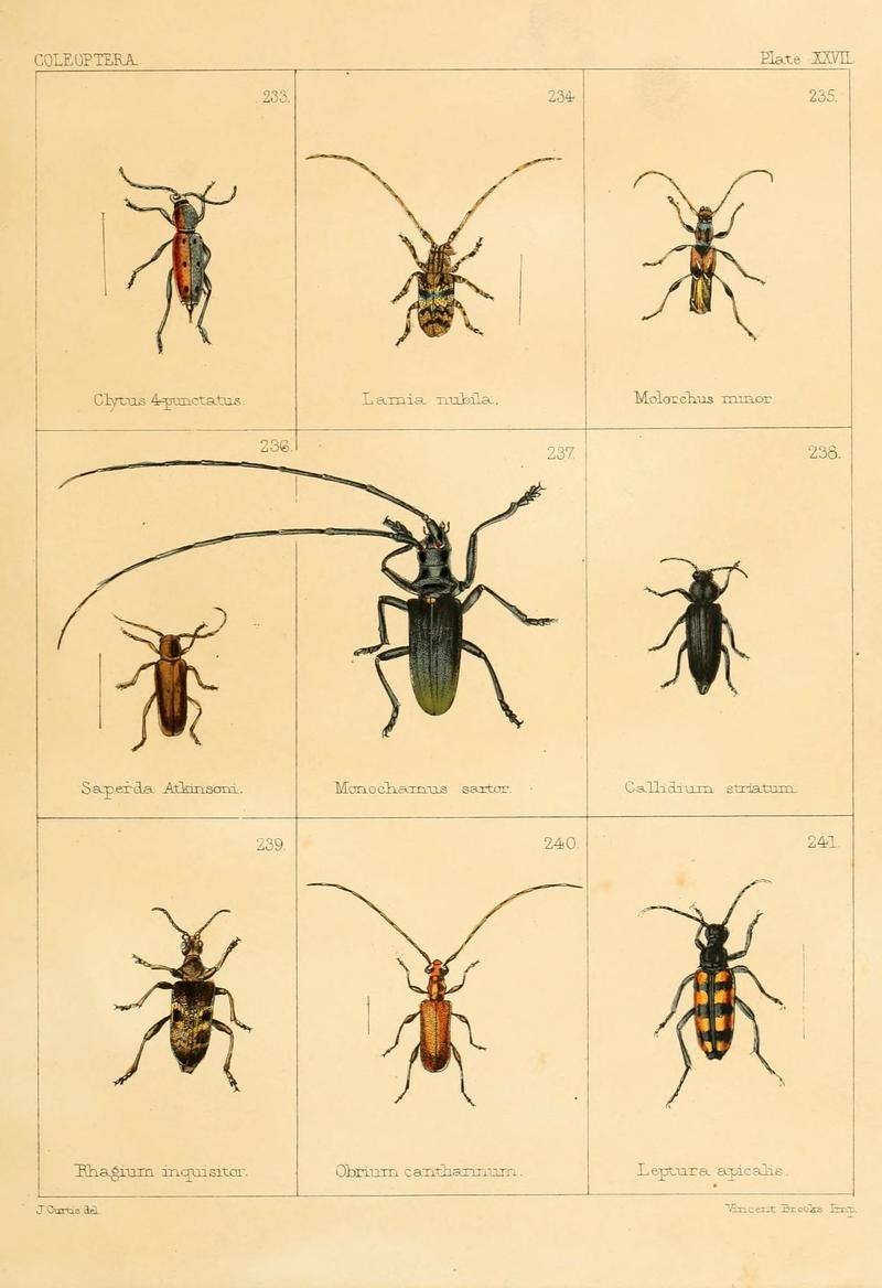 British beetles (Plate XXVII) (5987839300)