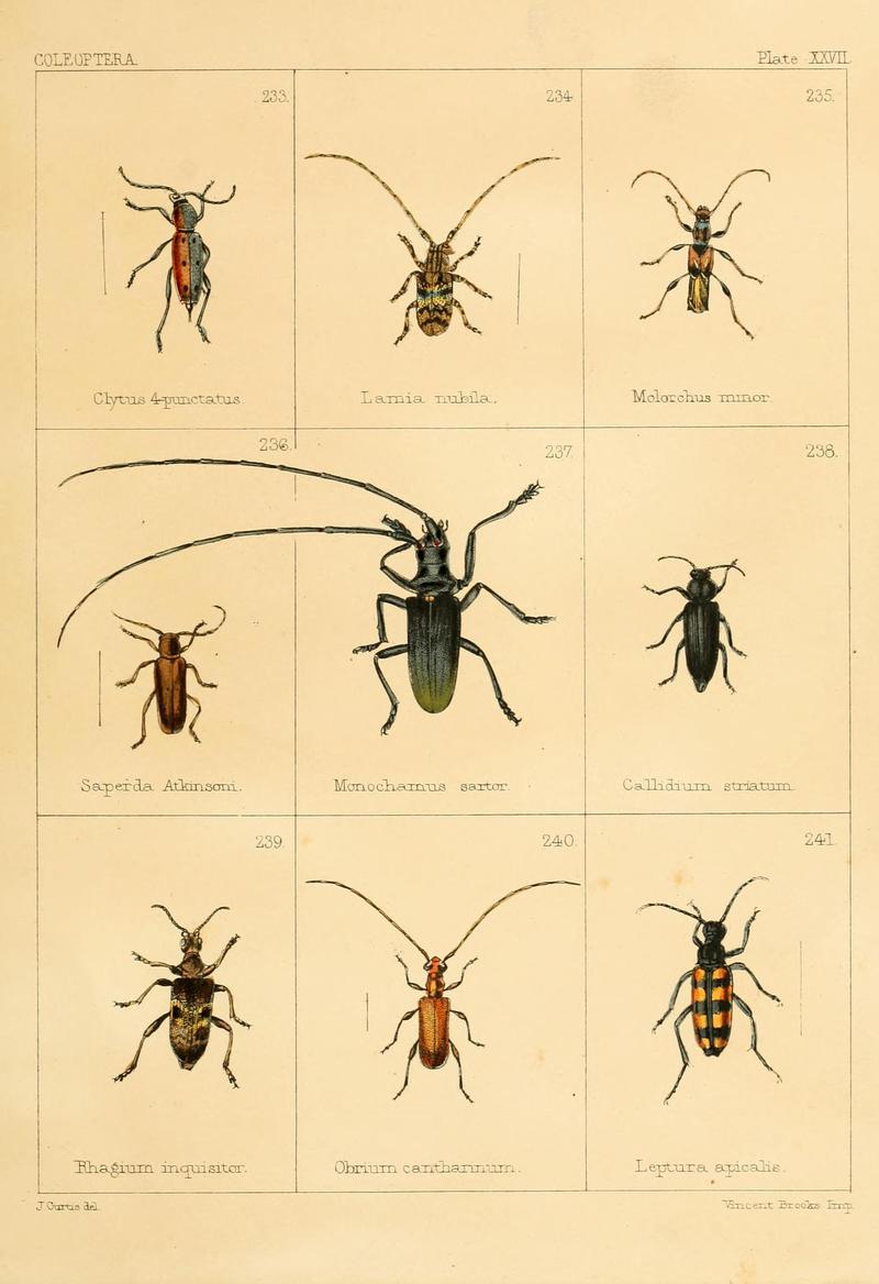 British beetles (Plate XXVII) BHL9609826