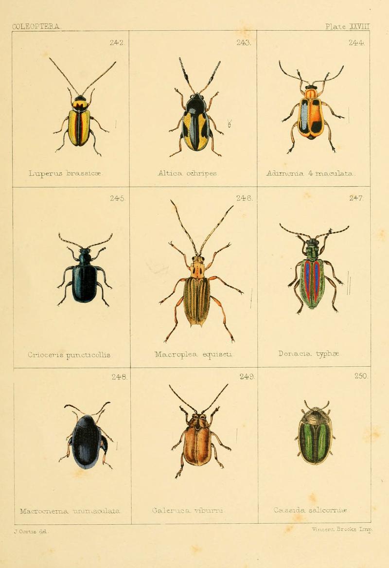 British beetles (Plate XXVIII) (5987839500)