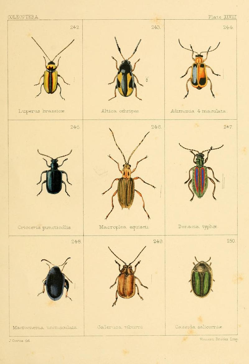 British beetles (Plate XXVIII) BHL9609828