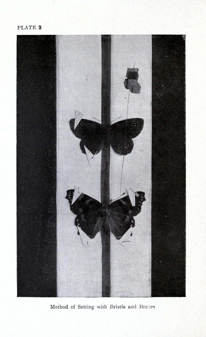 British butterflies BHL17765706