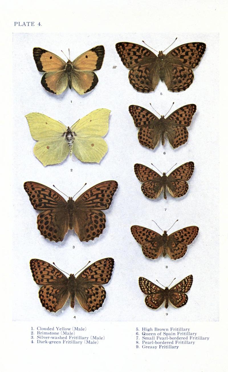 British butterflies BHL17765726