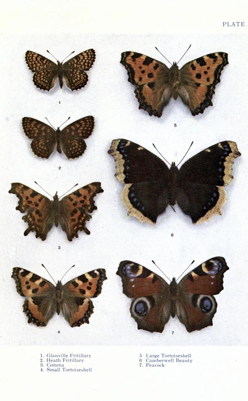British butterflies BHL17765735