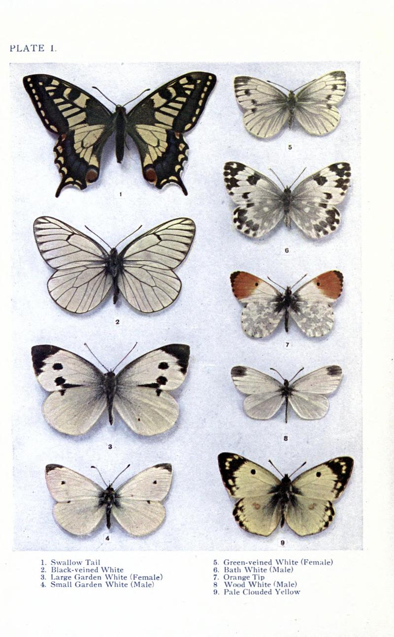 British butterflies BHL17765750