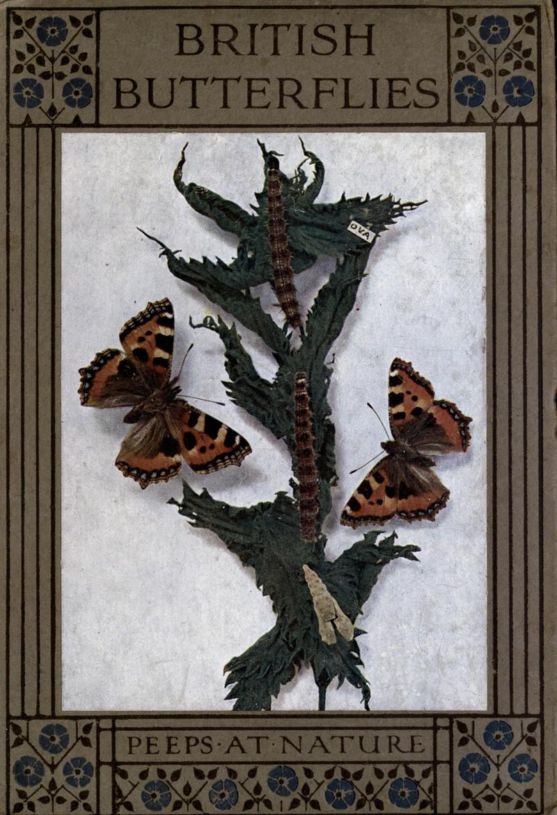 British butterflies BHL17765755