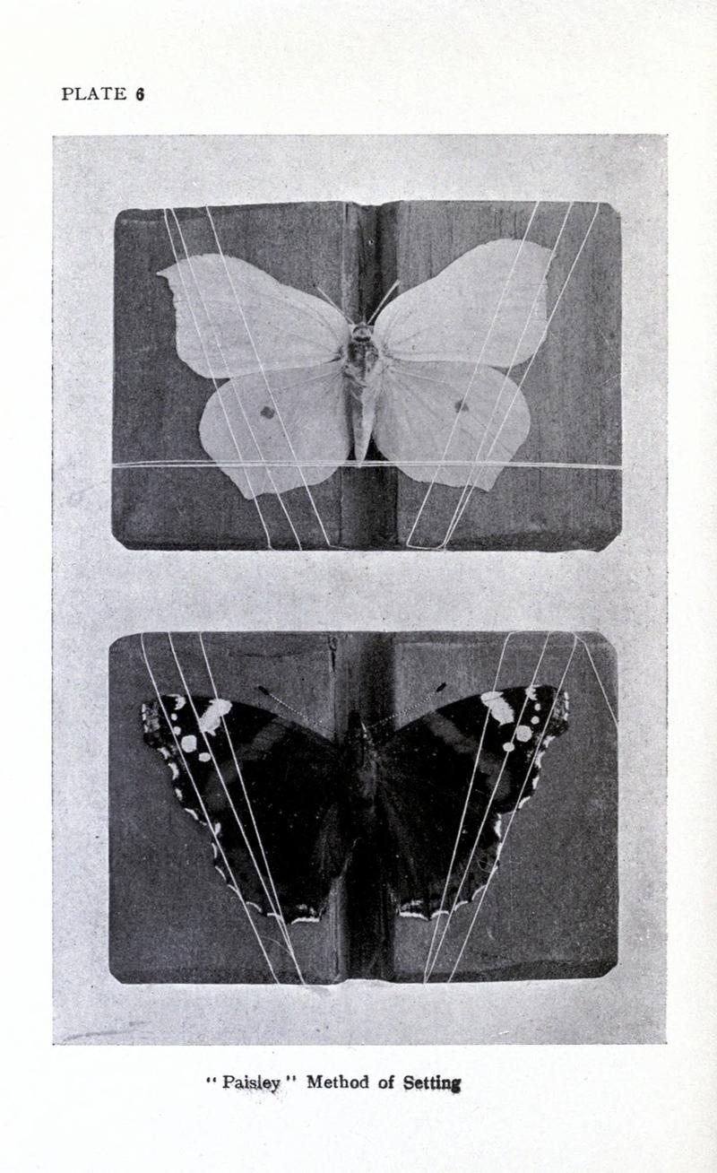 British butterflies BHL17765759