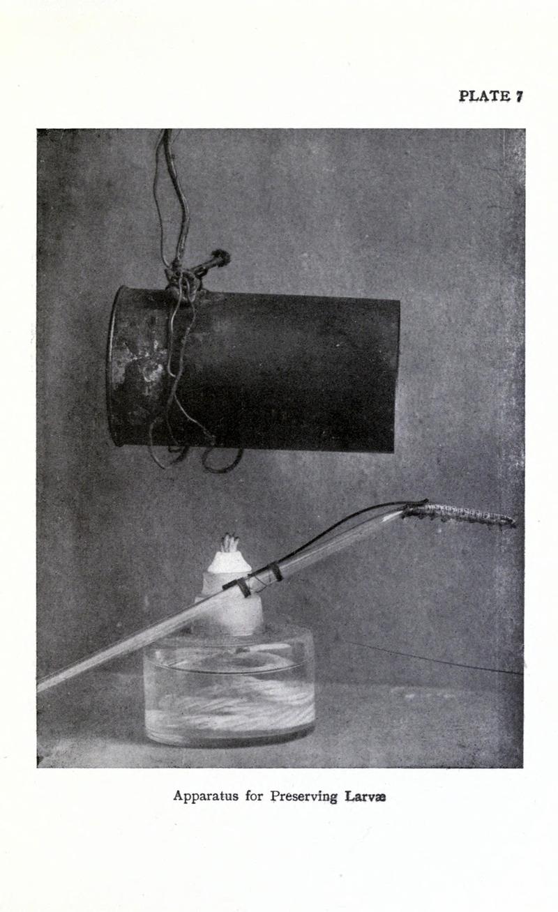 British butterflies BHL17765764