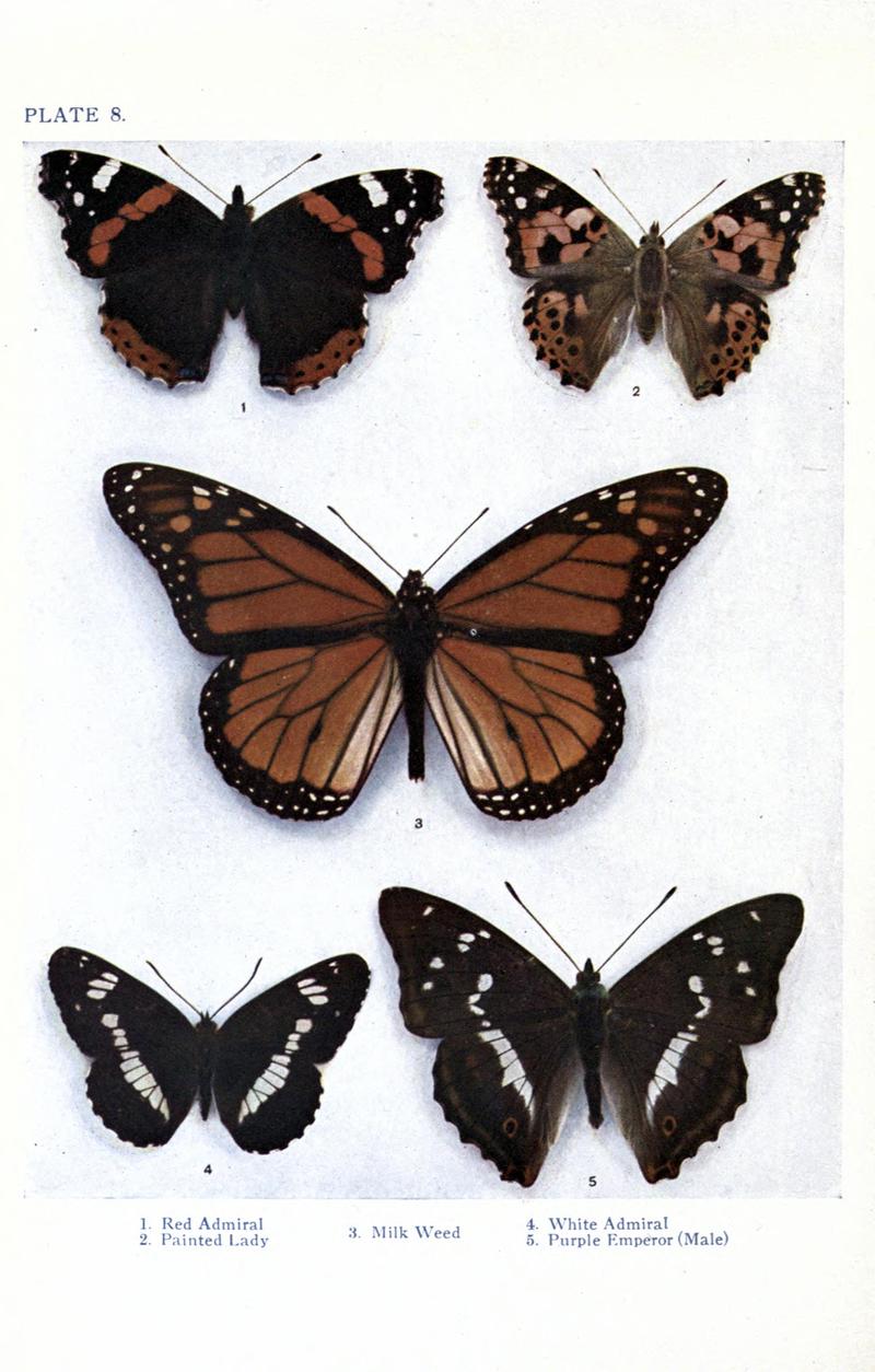 British butterflies BHL17765769