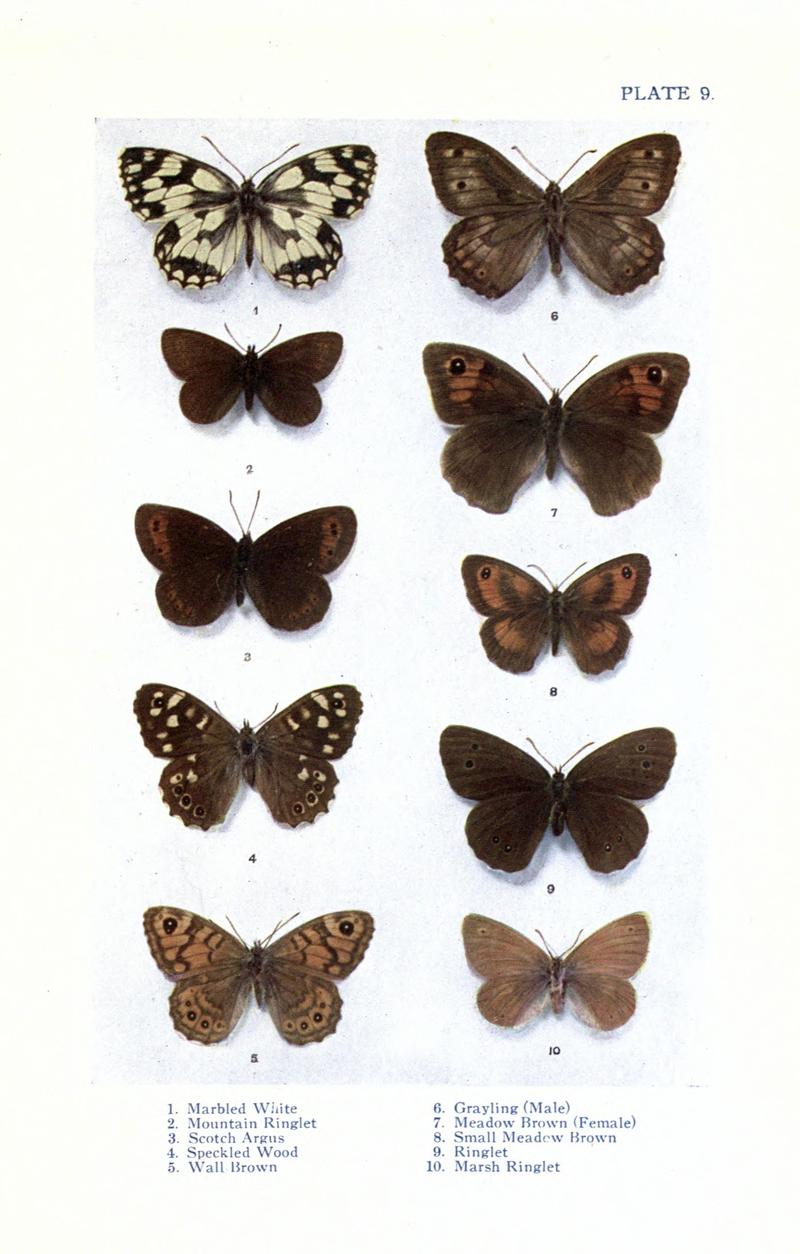British butterflies BHL17765778