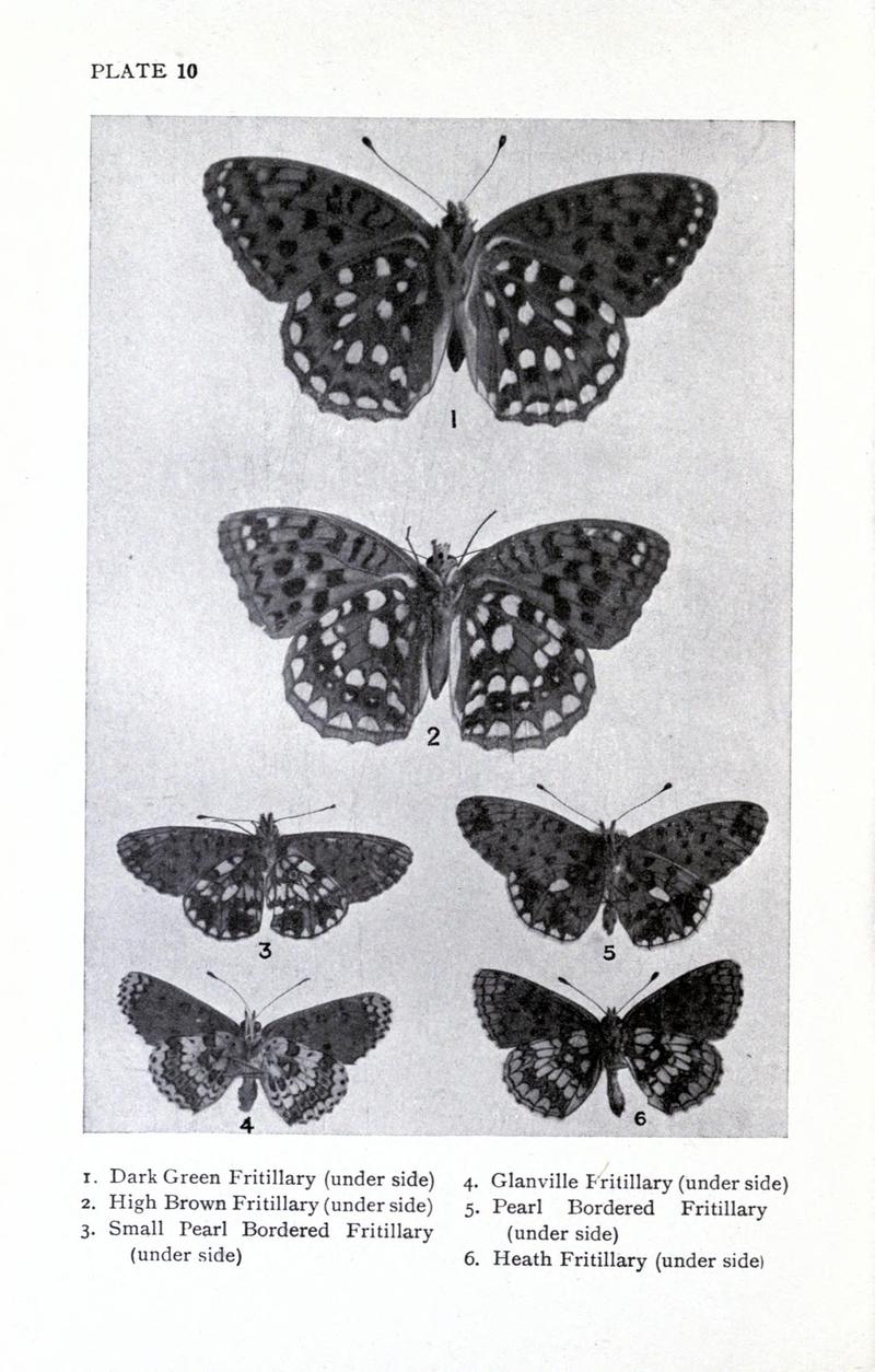 British butterflies BHL17765783