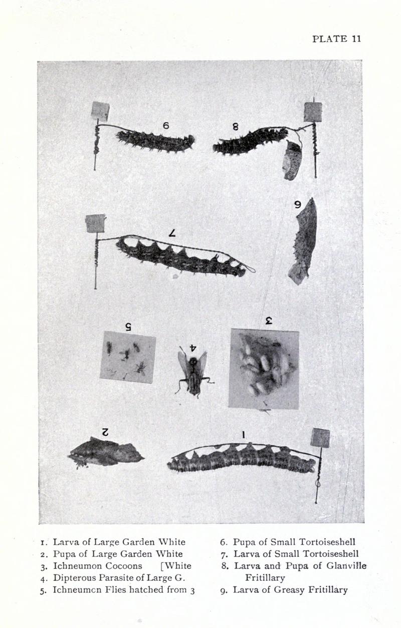 British butterflies BHL17765788