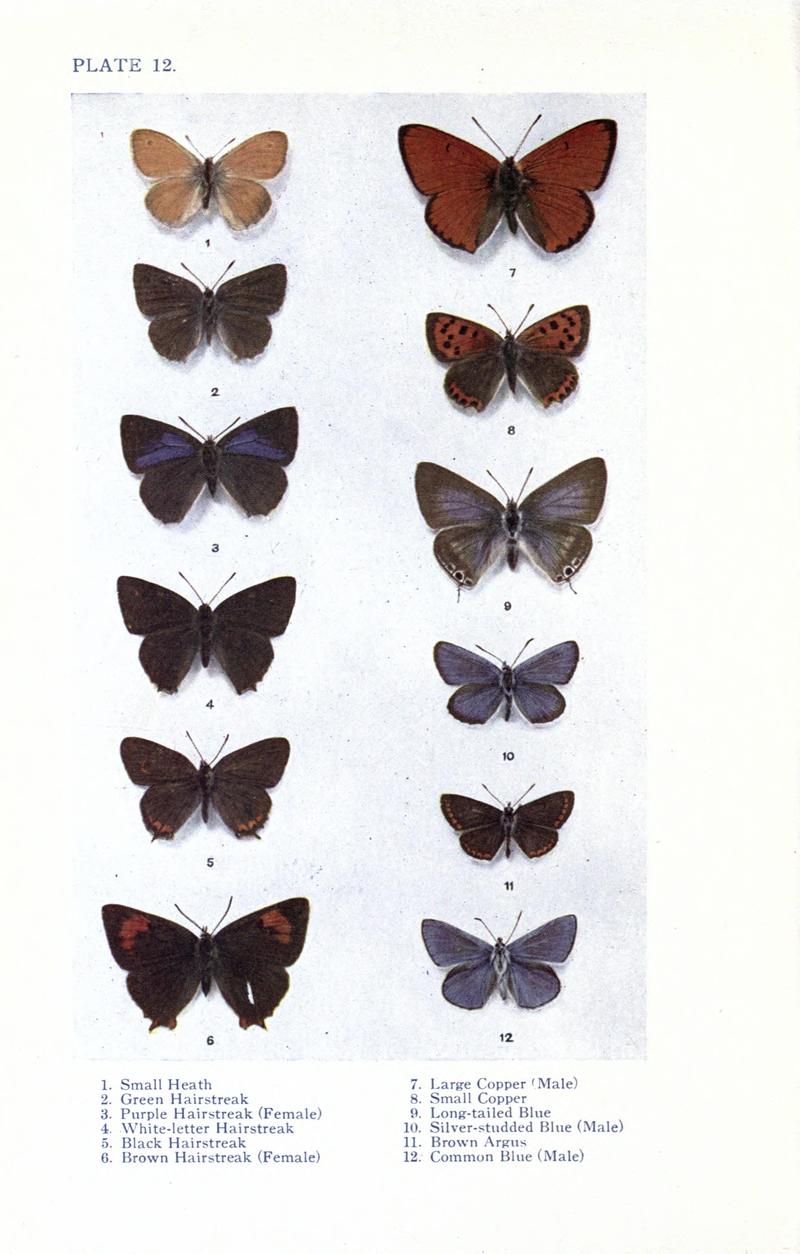 British butterflies BHL17765793