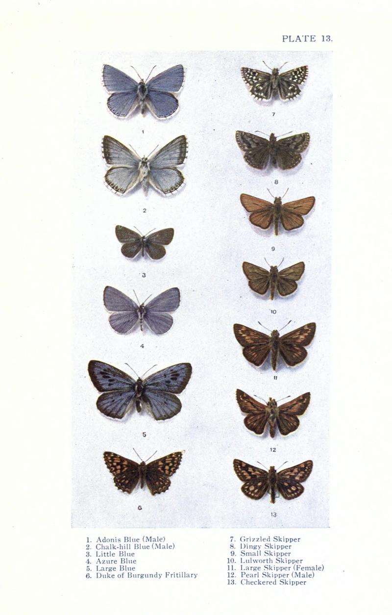 British butterflies BHL17765802