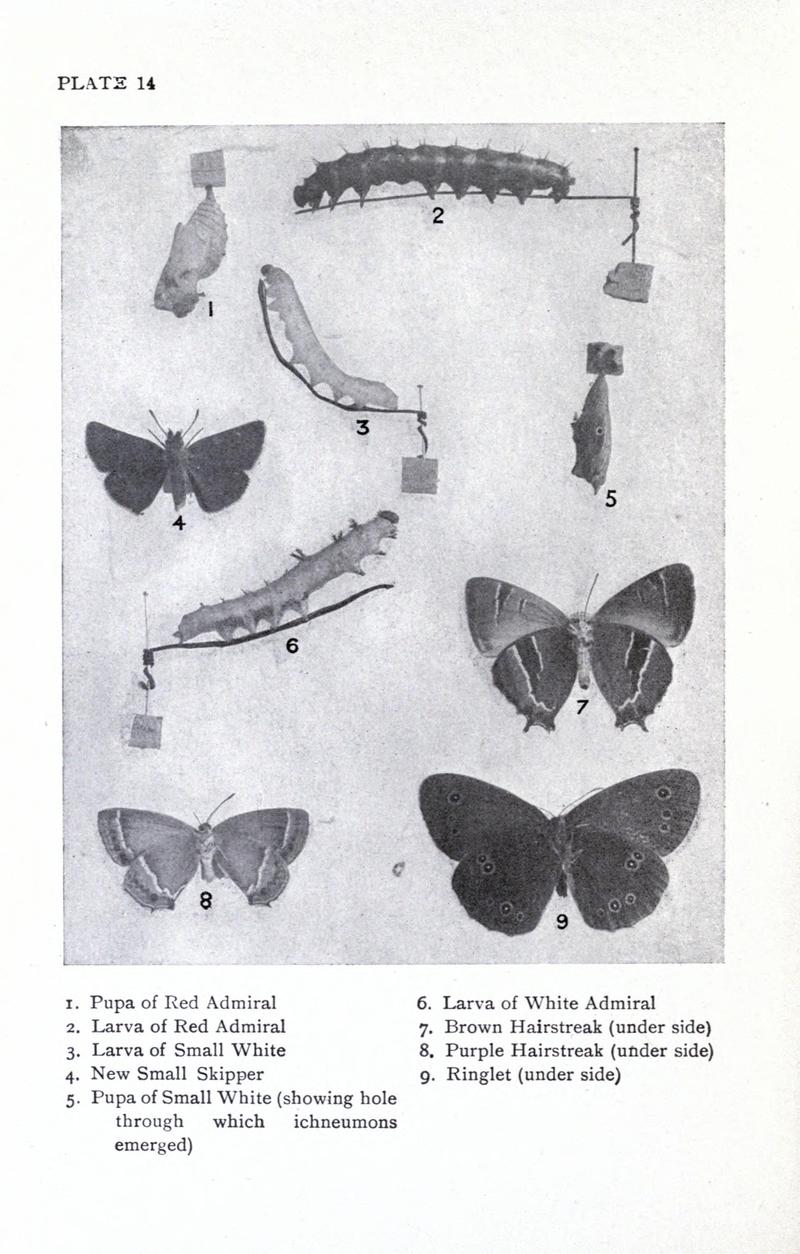 British butterflies BHL17765813