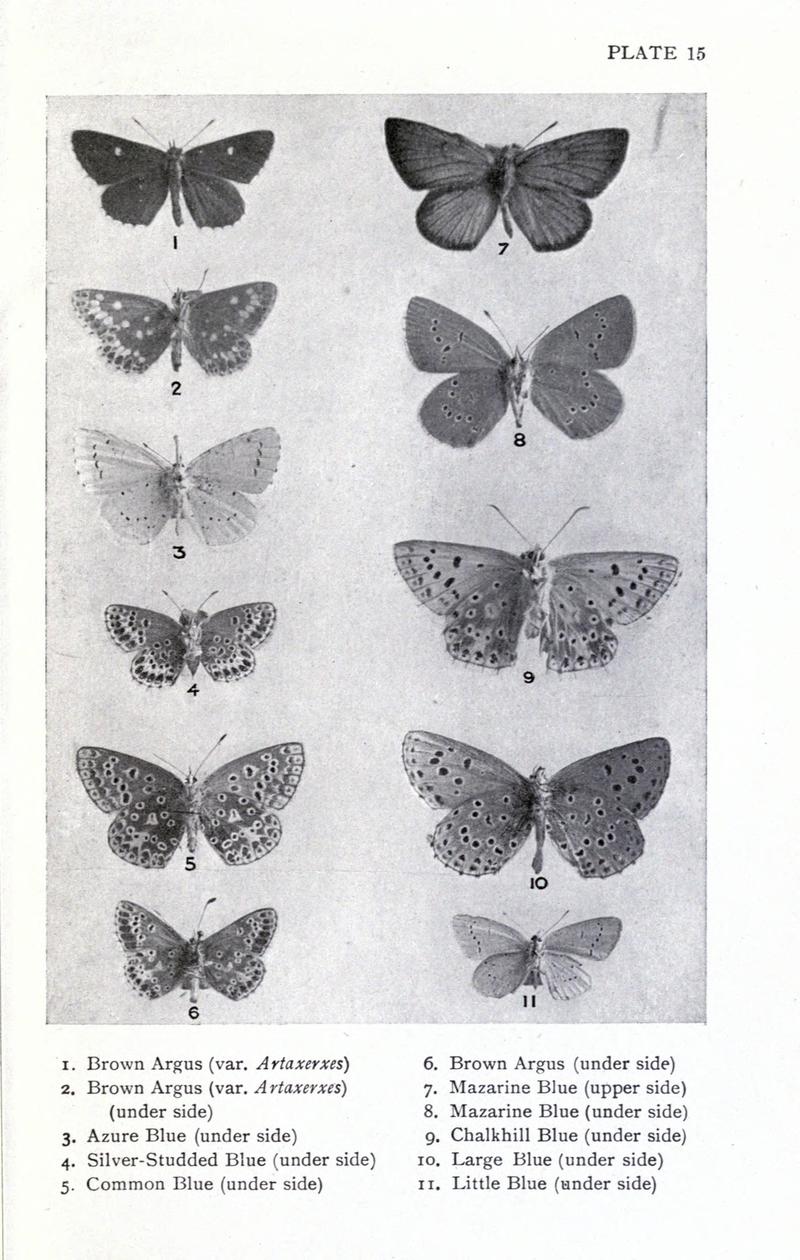 British butterflies BHL17765822