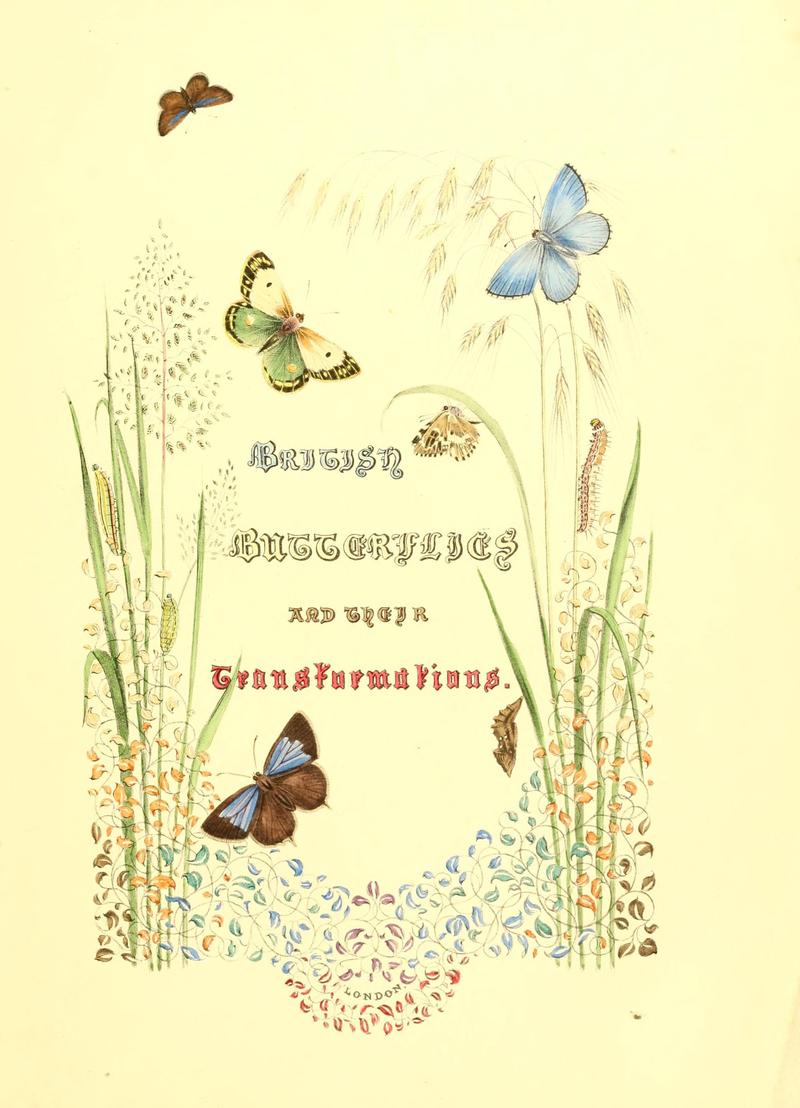 British butterflies and their transformations (7361861170)