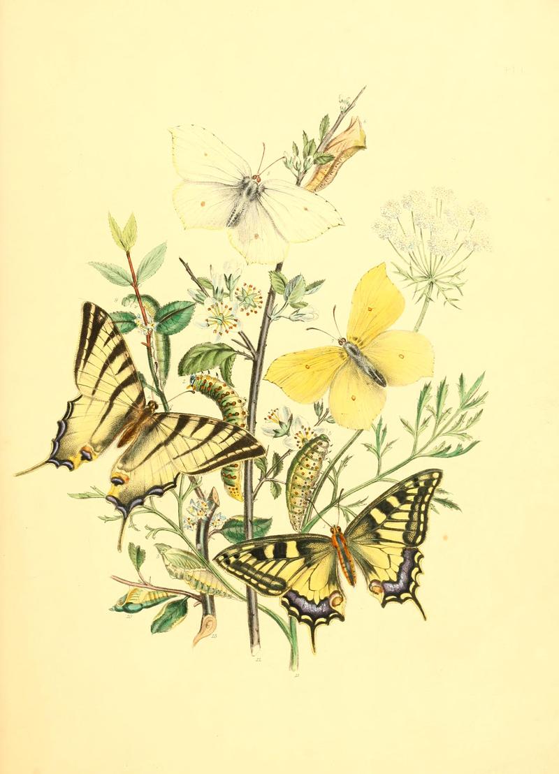 British butterflies and their transformations (Pl. 1) BHL12755742