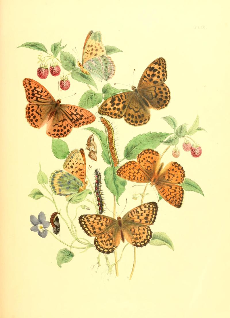 British butterflies and their transformations (Pl. 10) BHL12755833