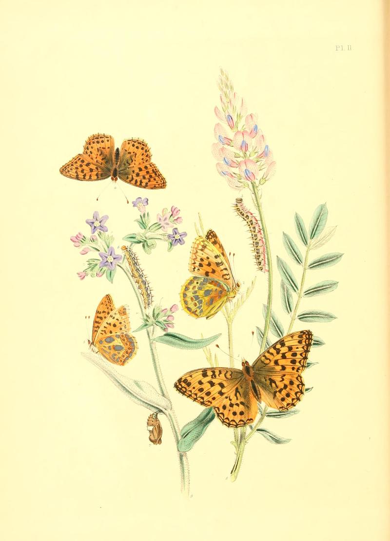 British butterflies and their transformations (Pl. 11) BHL12755830