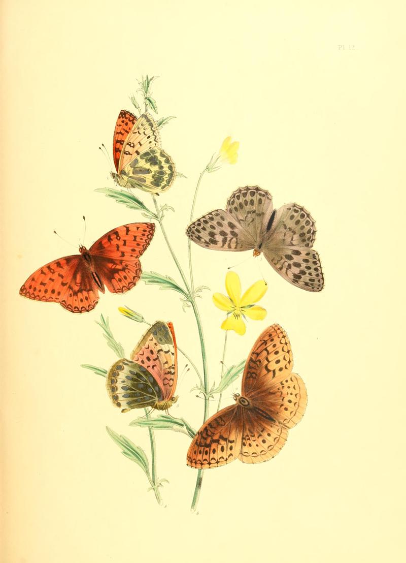British butterflies and their transformations (Pl. 12) BHL12755835