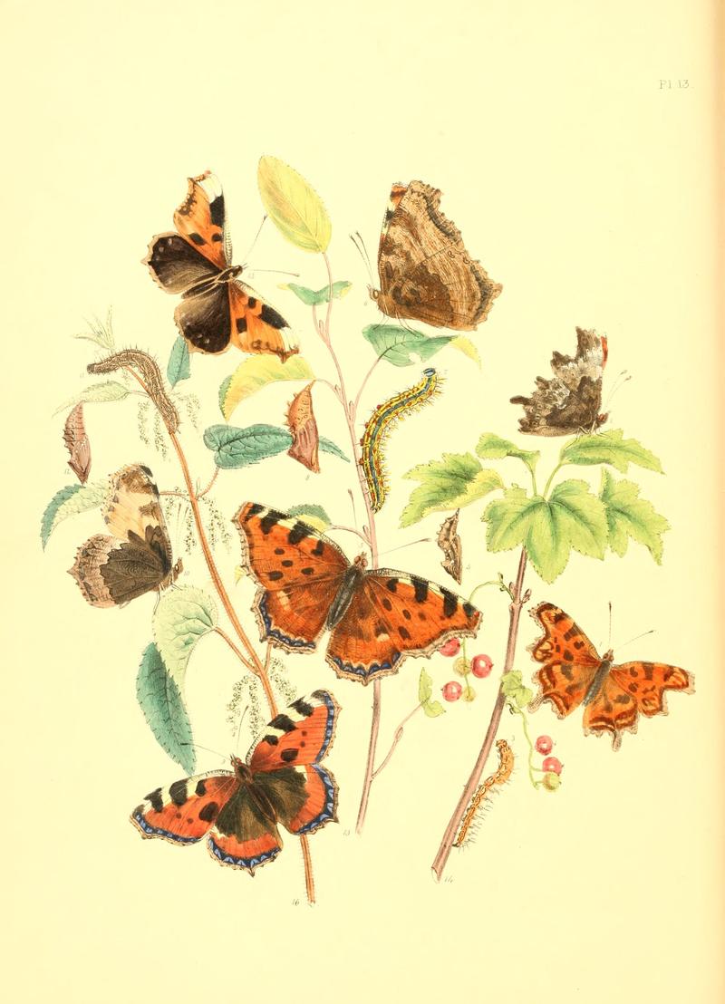 British butterflies and their transformations (Pl. 13) BHL12755846