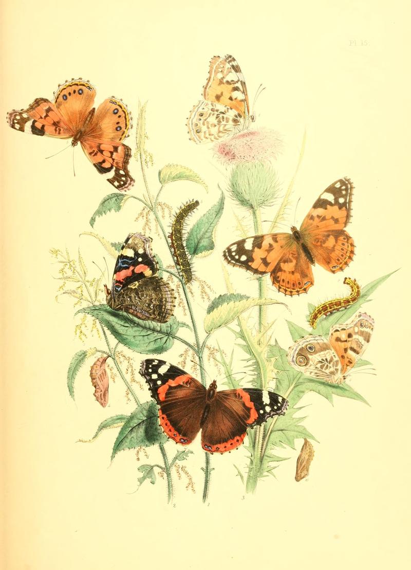 British butterflies and their transformations (Pl. 15) (7361880862)
