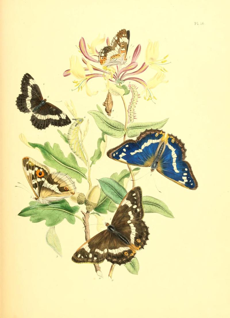 British butterflies and their transformations (Pl. 16) (7361884494)