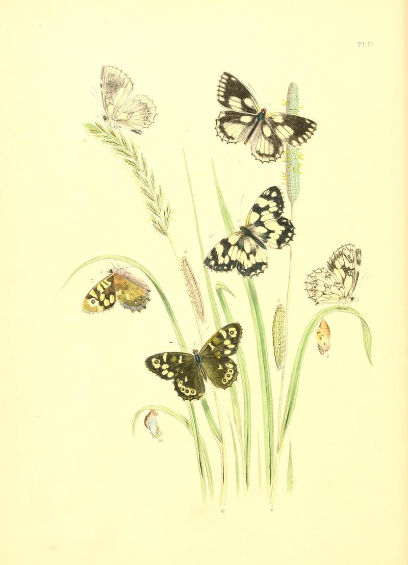 British butterflies and their transformations (Pl. 17) (7176657499)