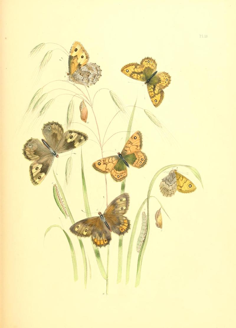 British butterflies and their transformations (Pl. 18) BHL12755863