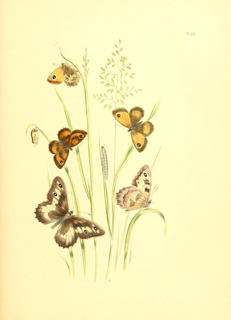 British butterflies and their transformations (Pl. 19) (7361887514)