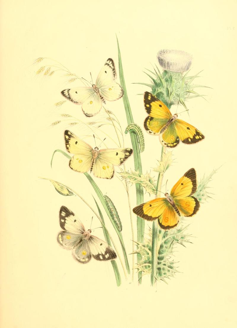 British butterflies and their transformations (Pl. 2) BHL12755750