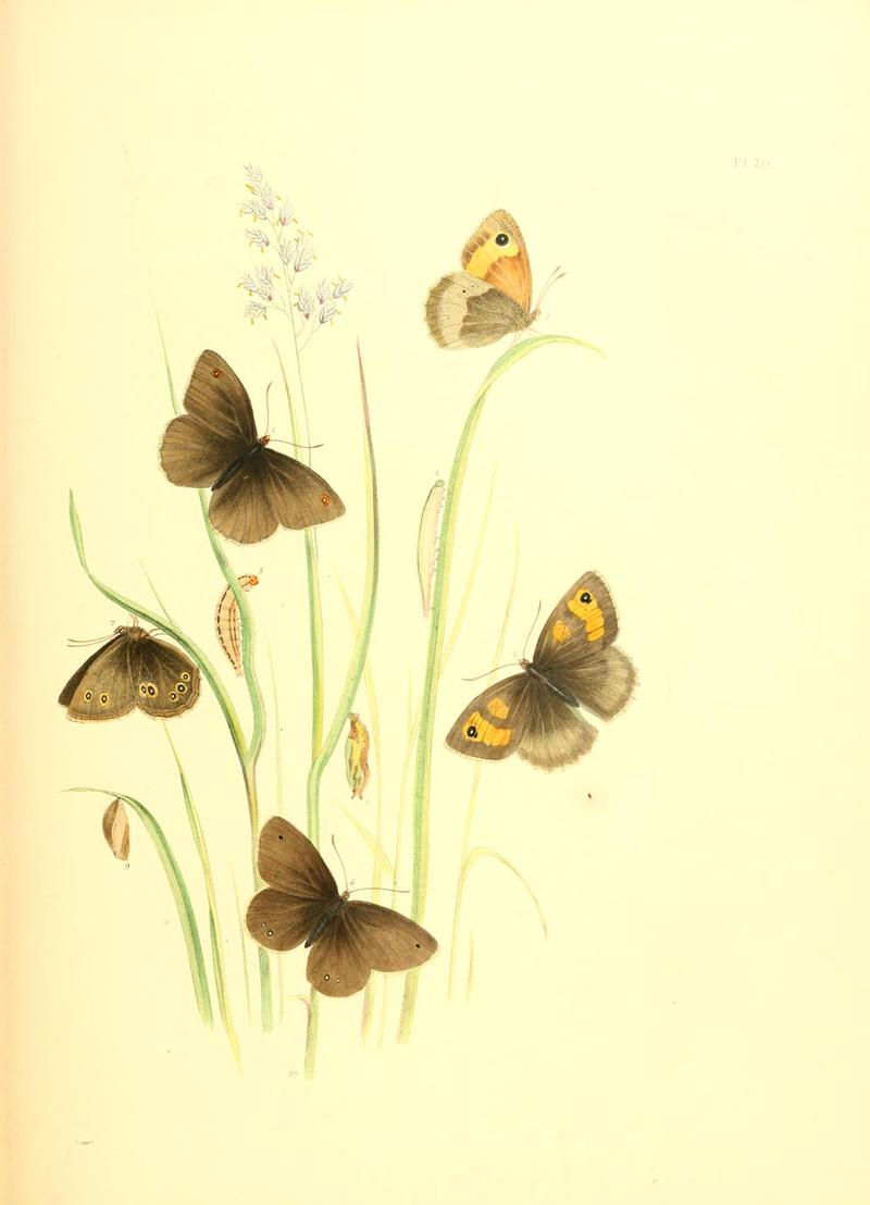 British butterflies and their transformations (Pl. 20) BHL12755881