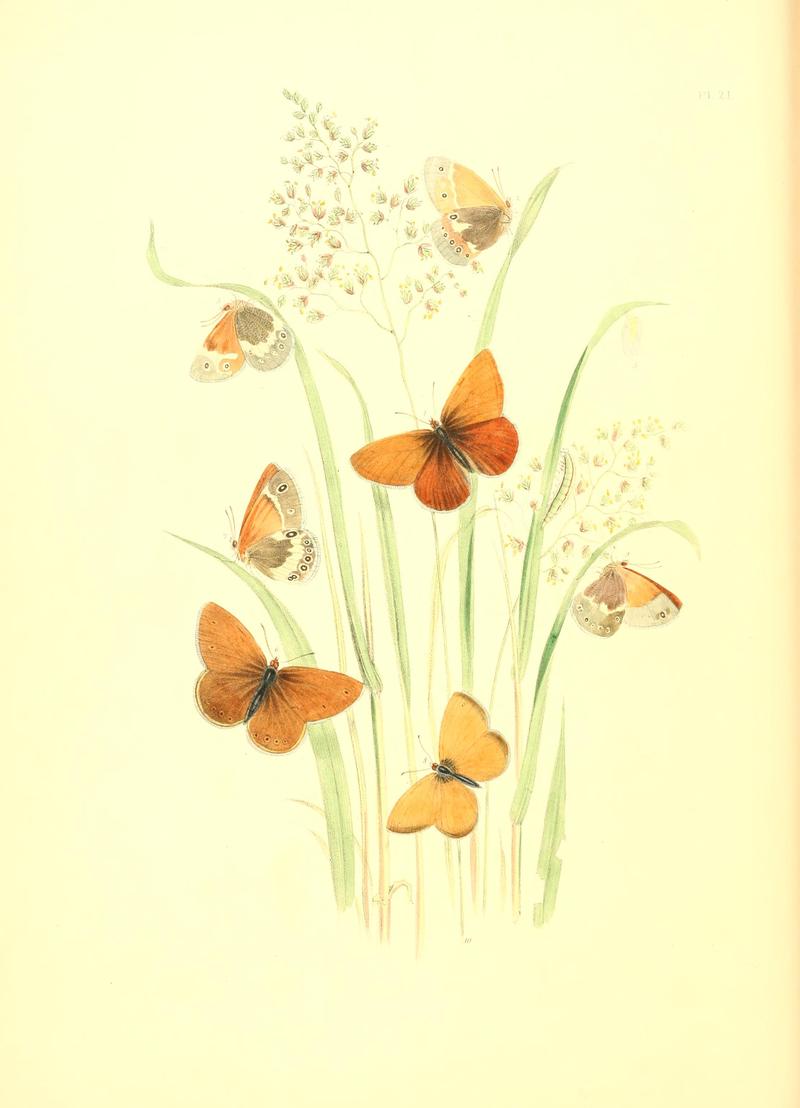 British butterflies and their transformations (Pl. 21) BHL12755880