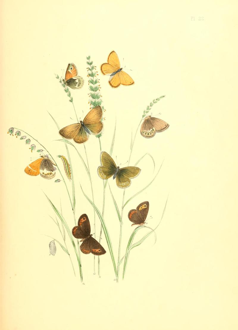 British butterflies and their transformations (Pl. 22) BHL12755905